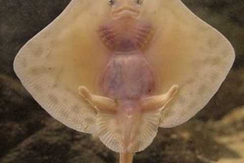 baby stingray